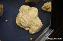 VBS_9045 - Museo Paleontologico - Asti